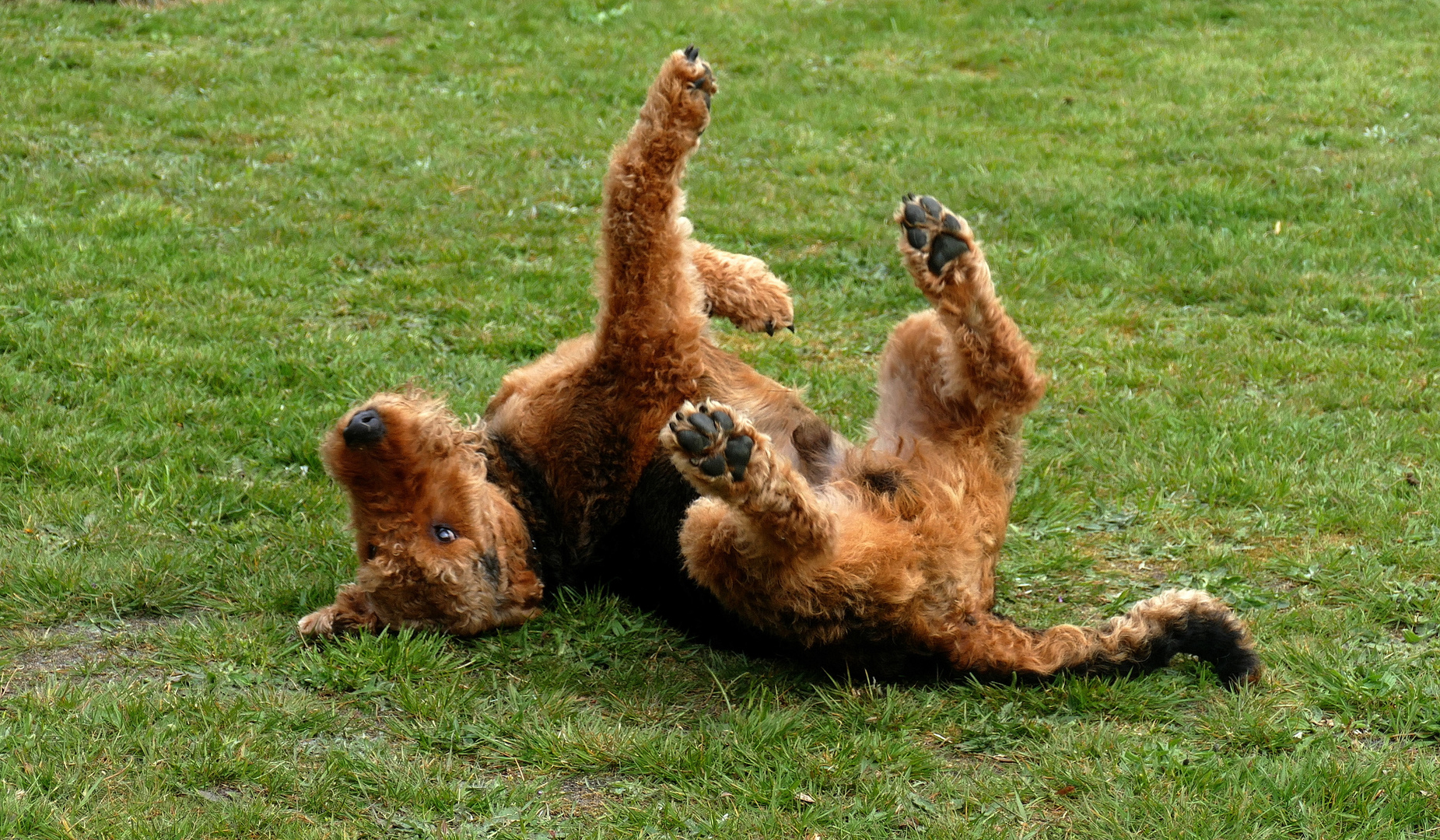 Airedale im Wohlfühlmodus