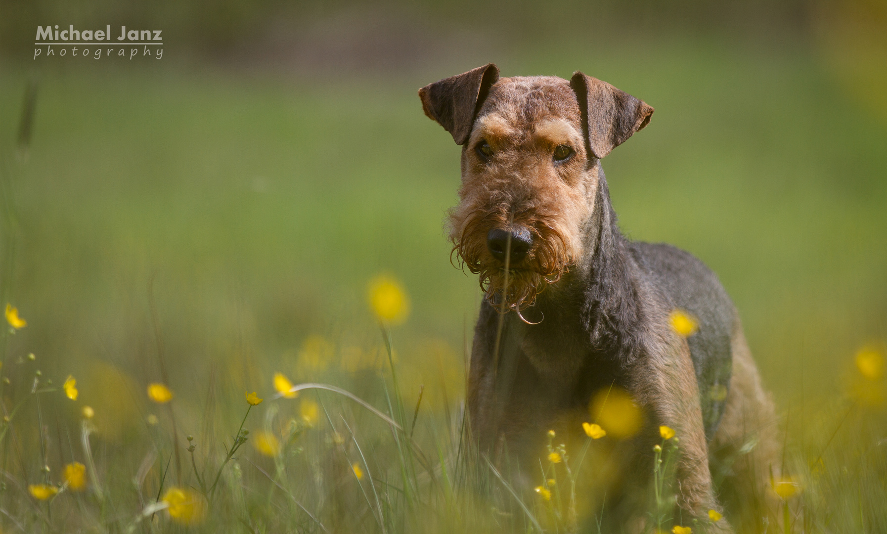 Airedale in der Blumenwiese