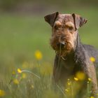 Airedale in der Blumenwiese