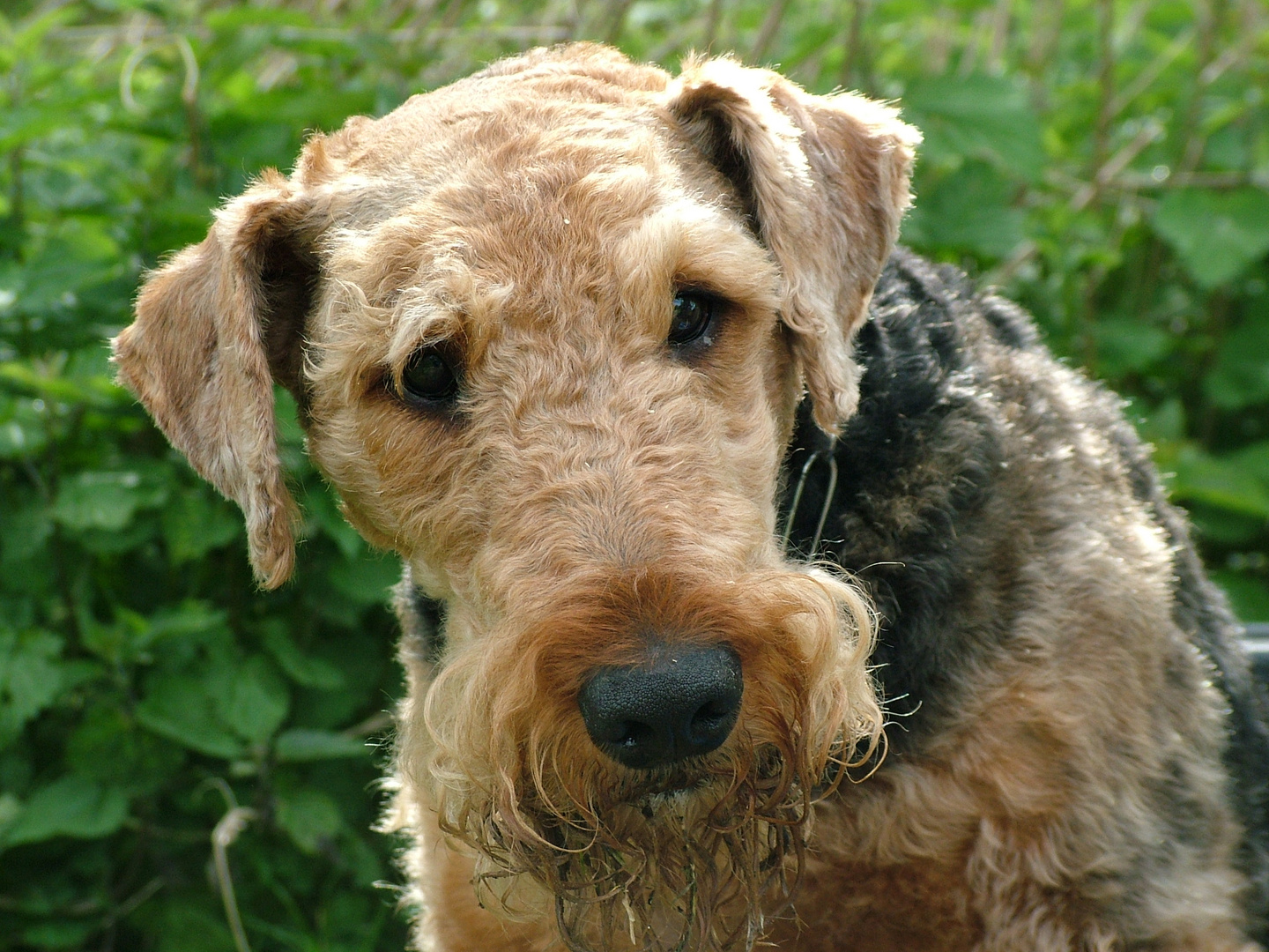 Airedale-Portrait