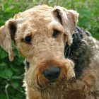 Airedale-Portrait