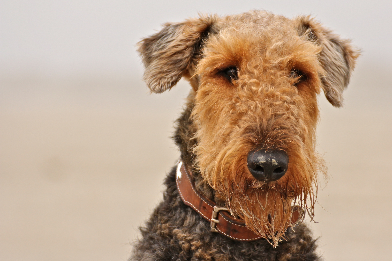 Airedale Rüde am Strand