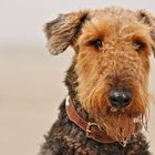 Airedale Rüde am Strand