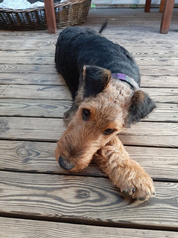 Airedale Terrier 2 Monate