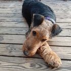 Airedale Terrier 2 Monate