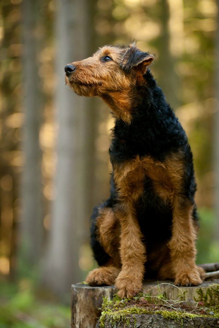 Airedale Terrier | 5 Monate