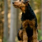 Airedale Terrier | 5 Monate