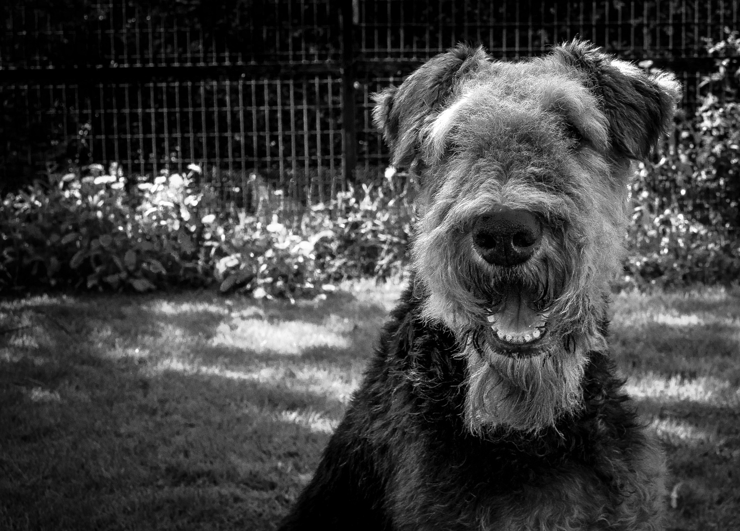 Airedale Terrier