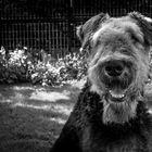 Airedale Terrier