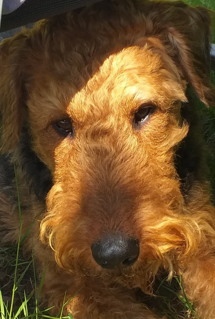 Airedale Terrier