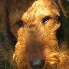 Airedale Terrier