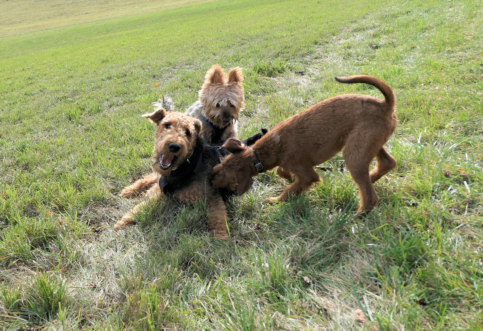 Airedale Terrier Balou mit Freunden