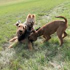 Airedale Terrier Balou mit Freunden