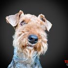 Airedale Terrier Hündin Lara-Joy