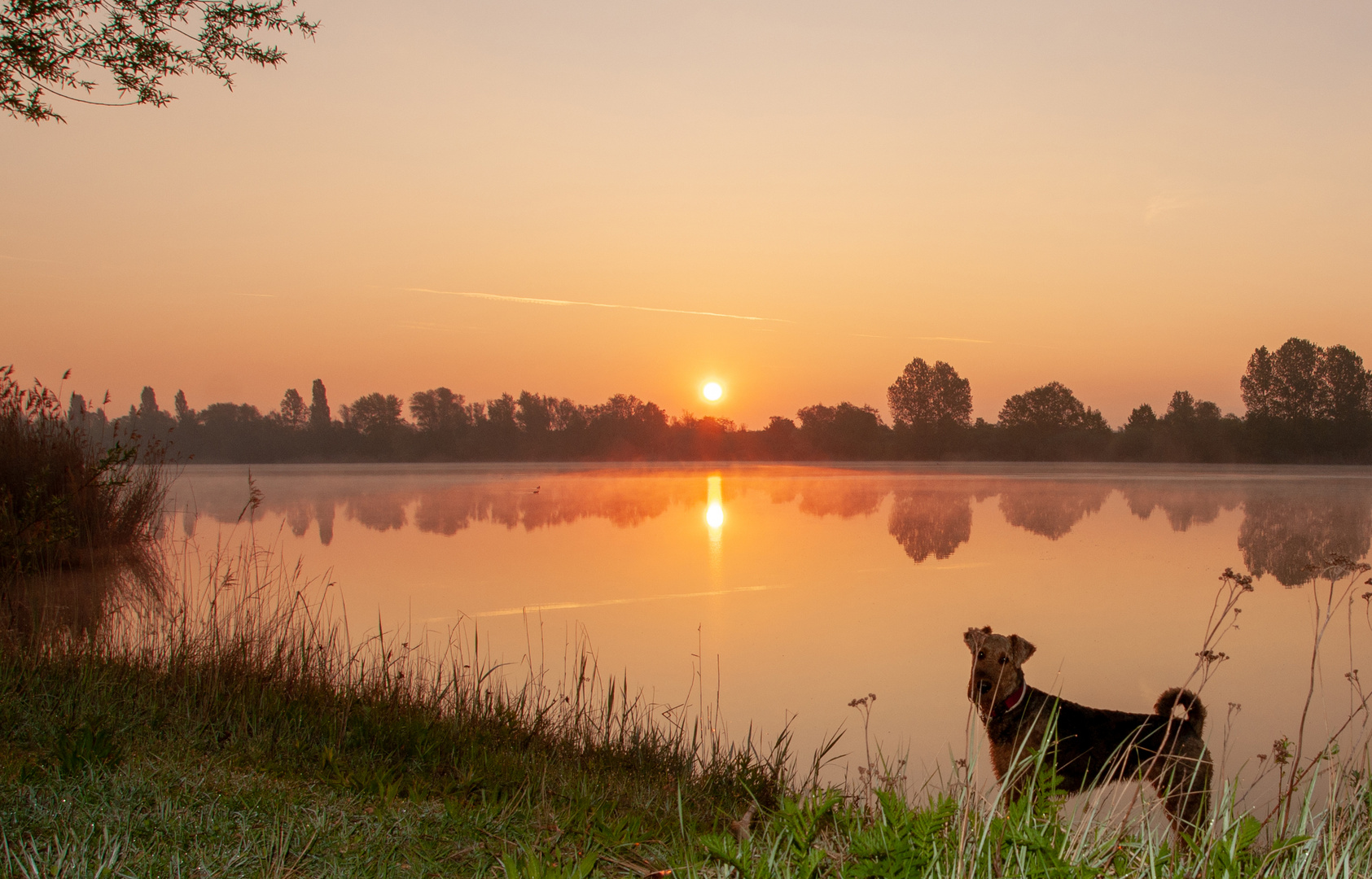 Airedale Terrier Hündin Mandy und der Sonnenaufgang