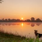 Airedale Terrier Hündin Mandy und der Sonnenaufgang