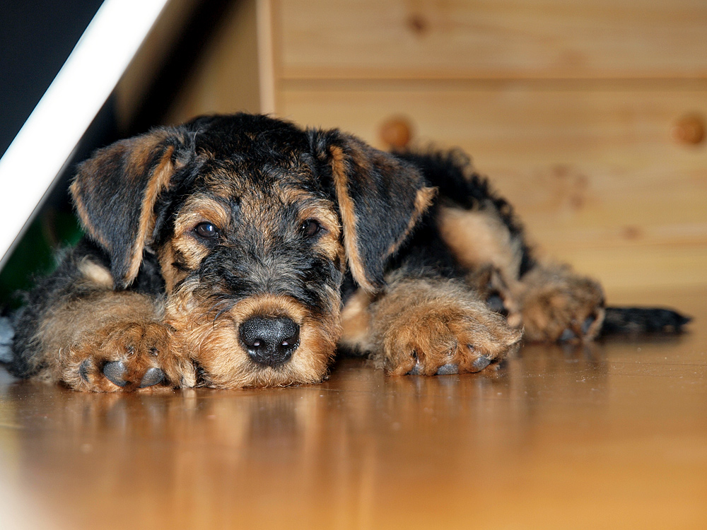 Airedale Terrier Jimmy .10 Woche
