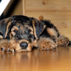 Airedale Terrier Jimmy .10 Woche