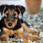 Airedale Terrier Jimmy 11.woche