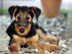 Airedale Terrier Jimmy 11.woche