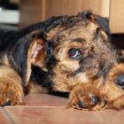 Airedale Terrier Jimmy