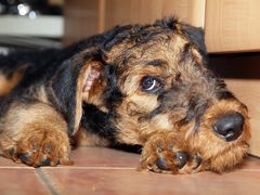 Airedale Terrier Jimmy