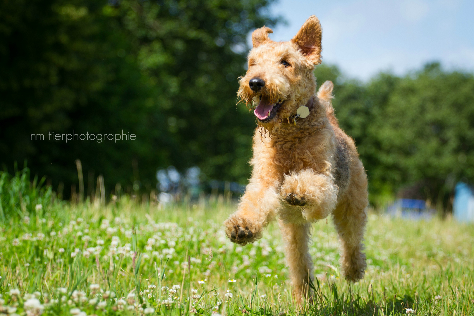 Airedale Terrier Kelly