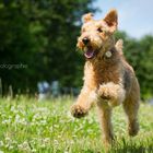 Airedale Terrier Kelly