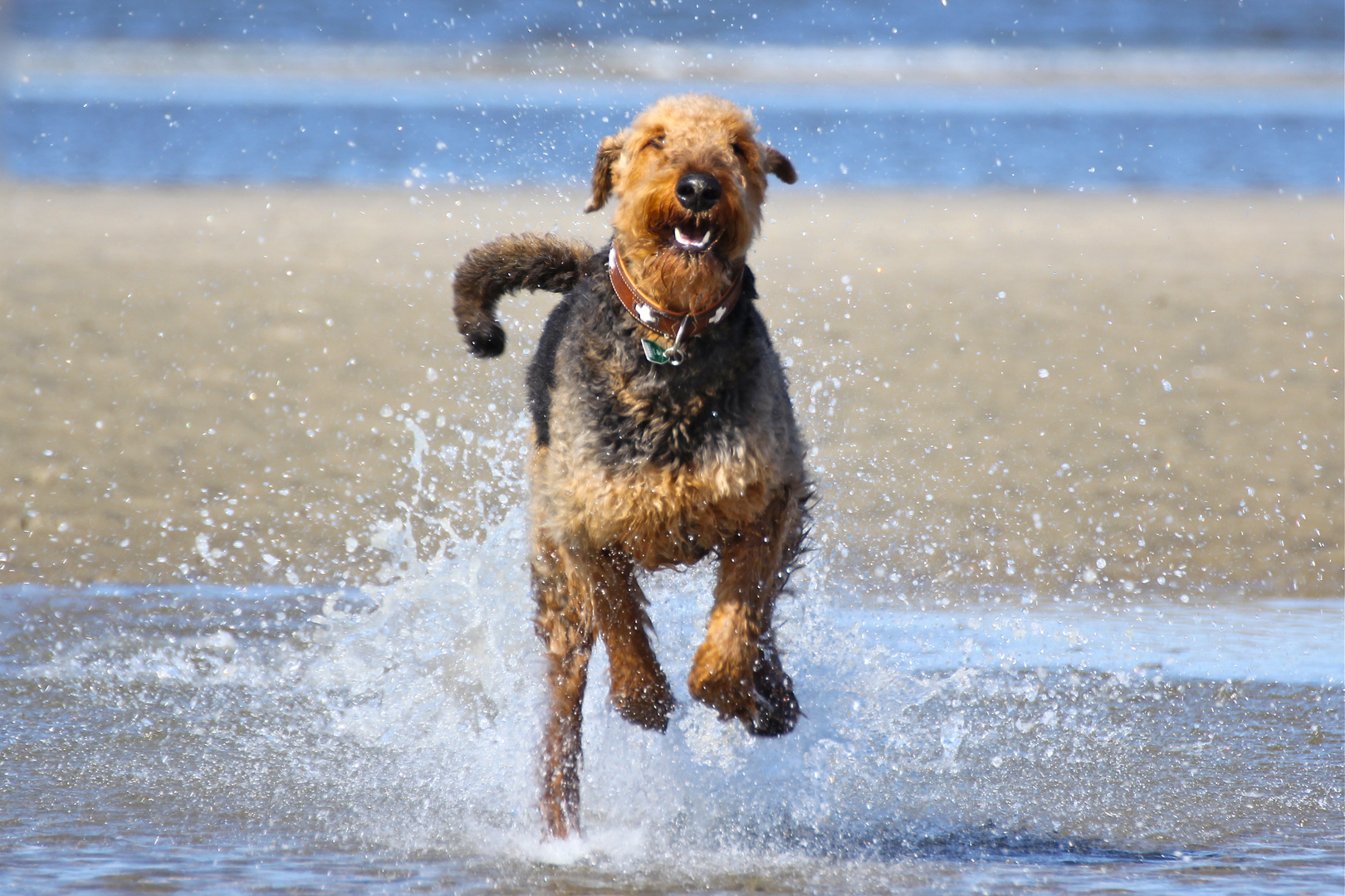 Airedale Terrier springt durch die Nordsee