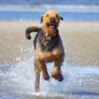 Airedale Terrier springt durch die Nordsee