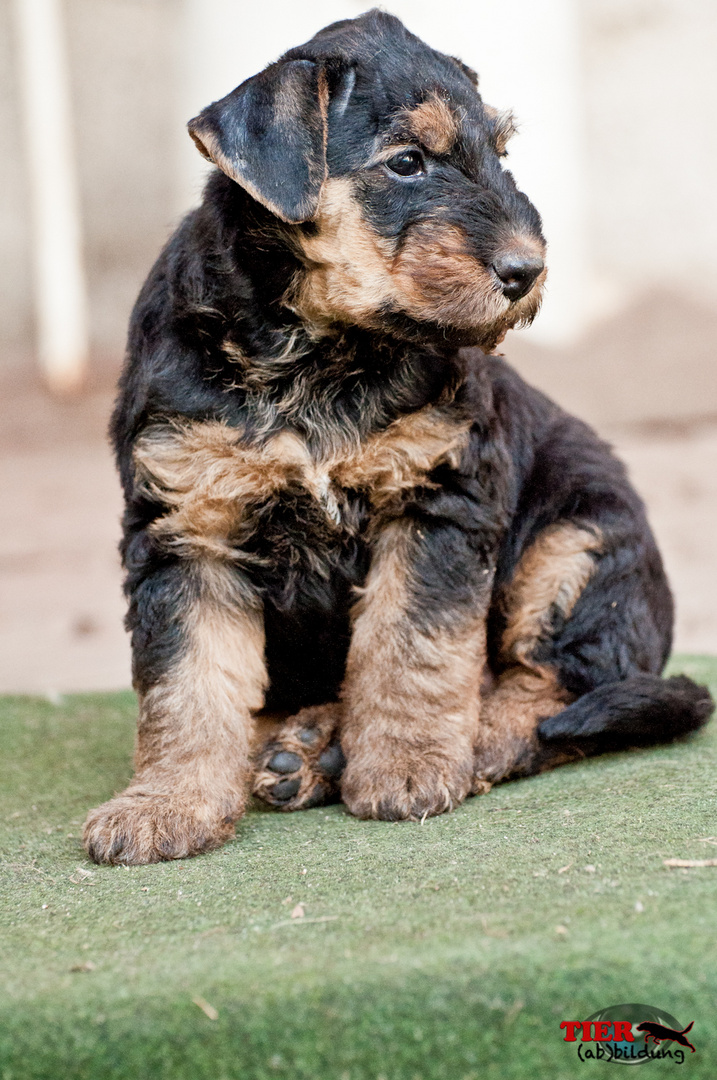 Airedale Terrier Welpe