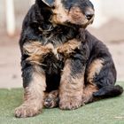 Airedale Terrier Welpe