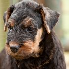 Airedale Terrier Welpe