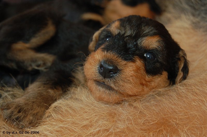 Airedale-Terrier Welpe