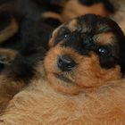 Airedale-Terrier Welpe