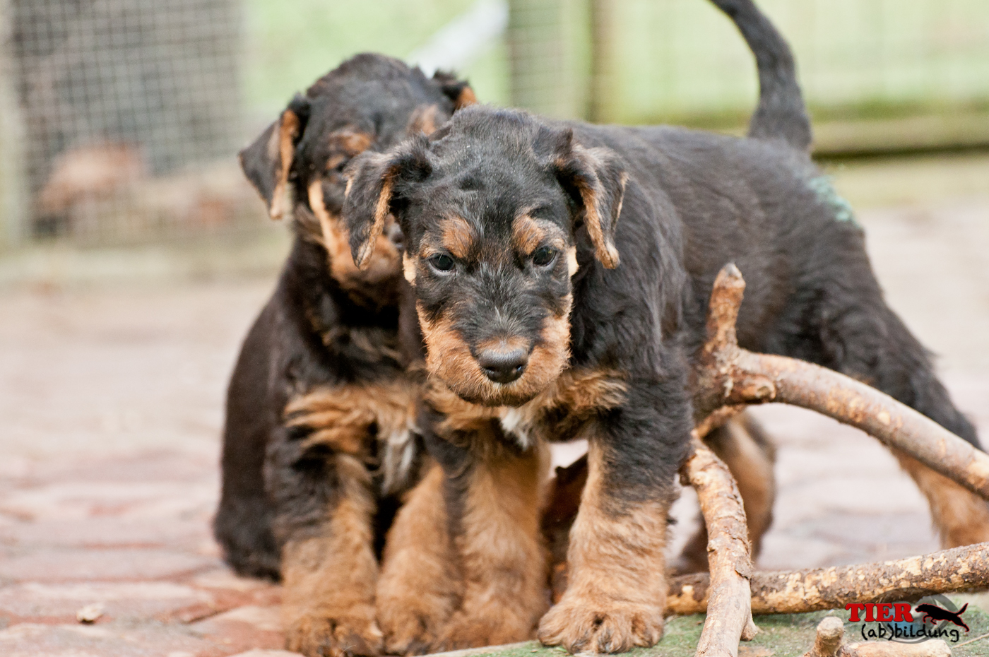 Airedale Terrier Welpen beim Spiel