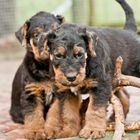 Airedale Terrier Welpen beim Spiel