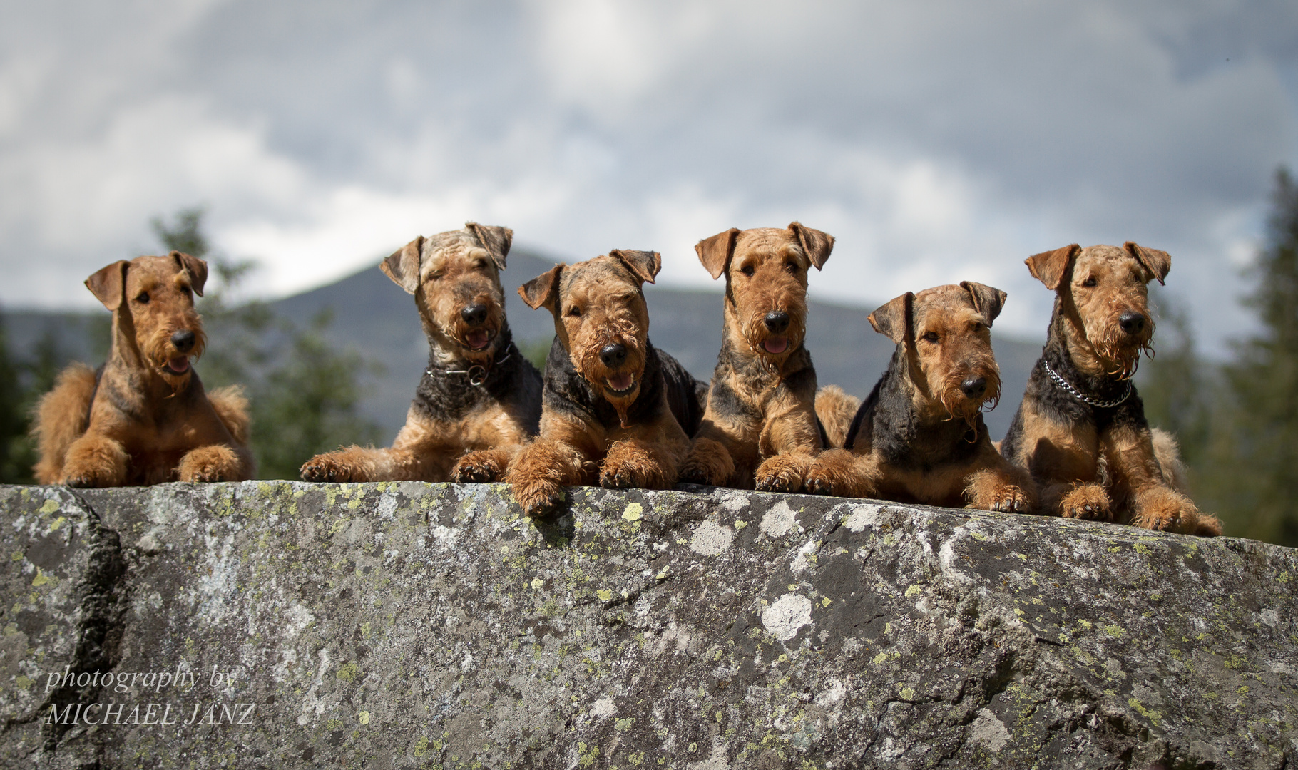 Airedale-Urlaub 2014