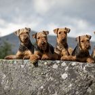 Airedale-Urlaub 2014