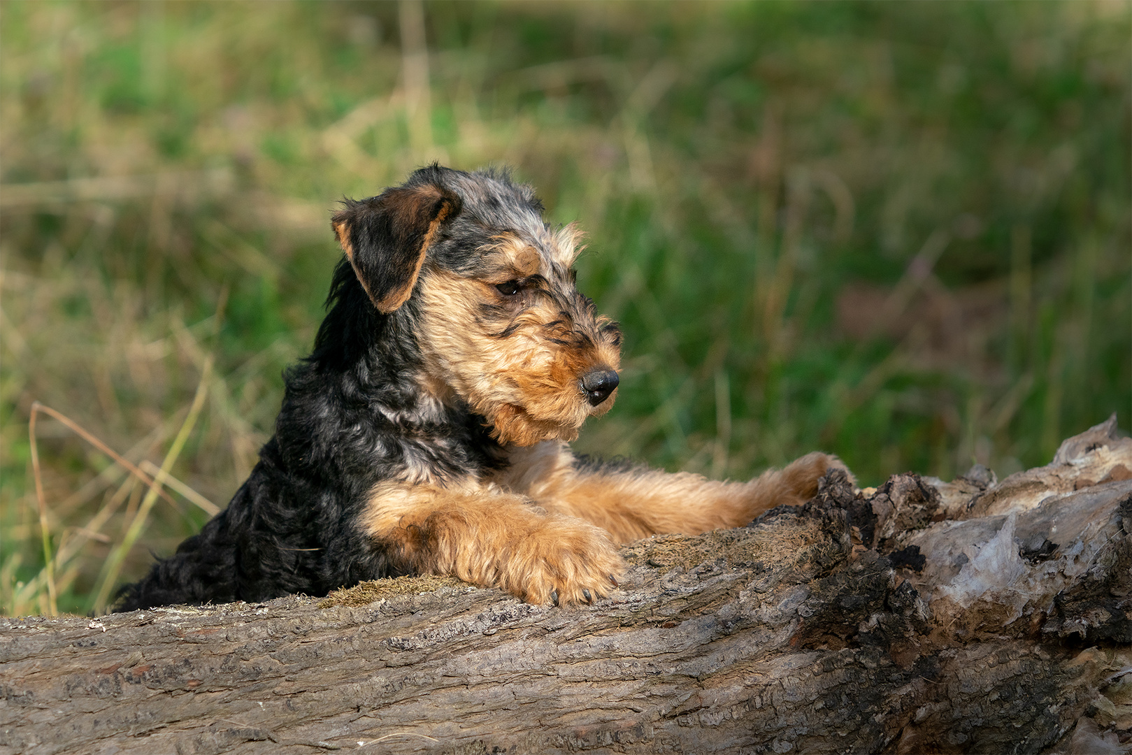 Airedale Welpe