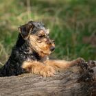 Airedale Welpe