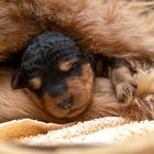 Airedale Welpe, 5 Tage alt