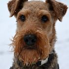 Airedale_2