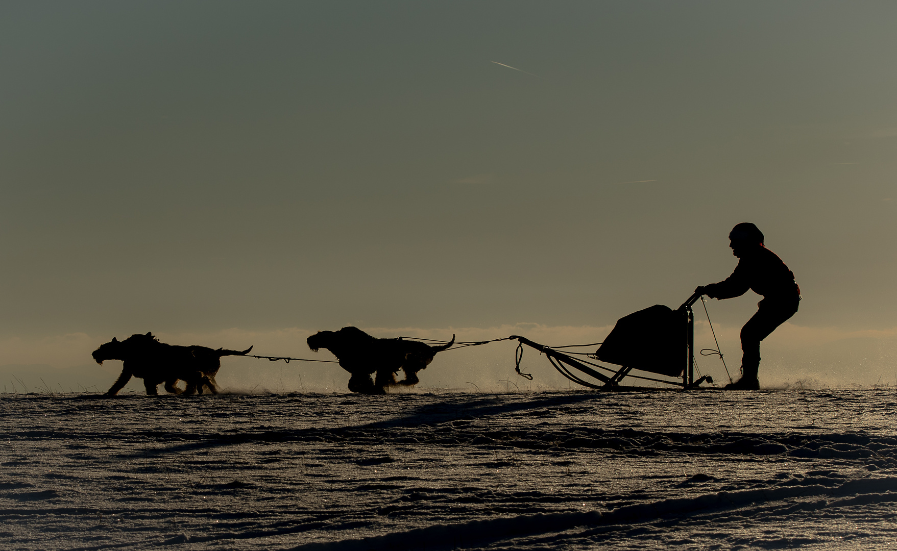 Airedales as sled dogs