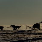 Airedales as sled dogs