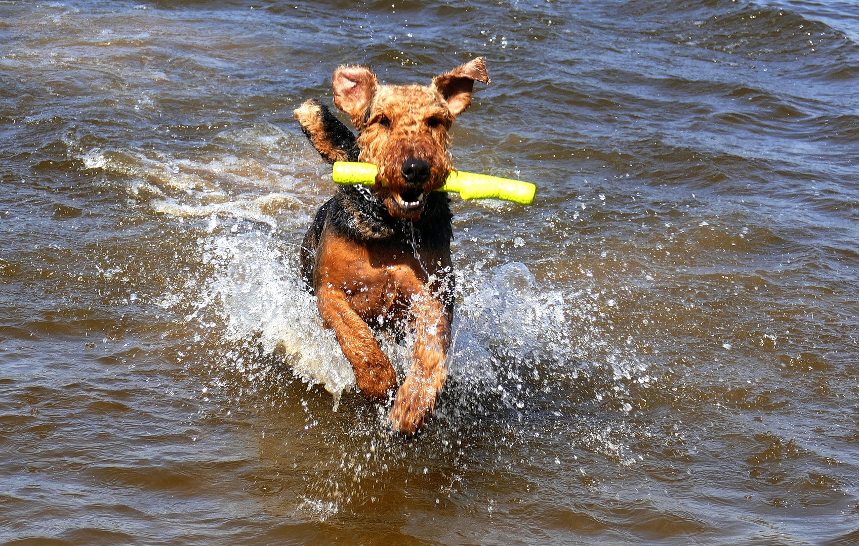 Airedales sind Wasserfreunde