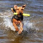 Airedales sind Wasserfreunde