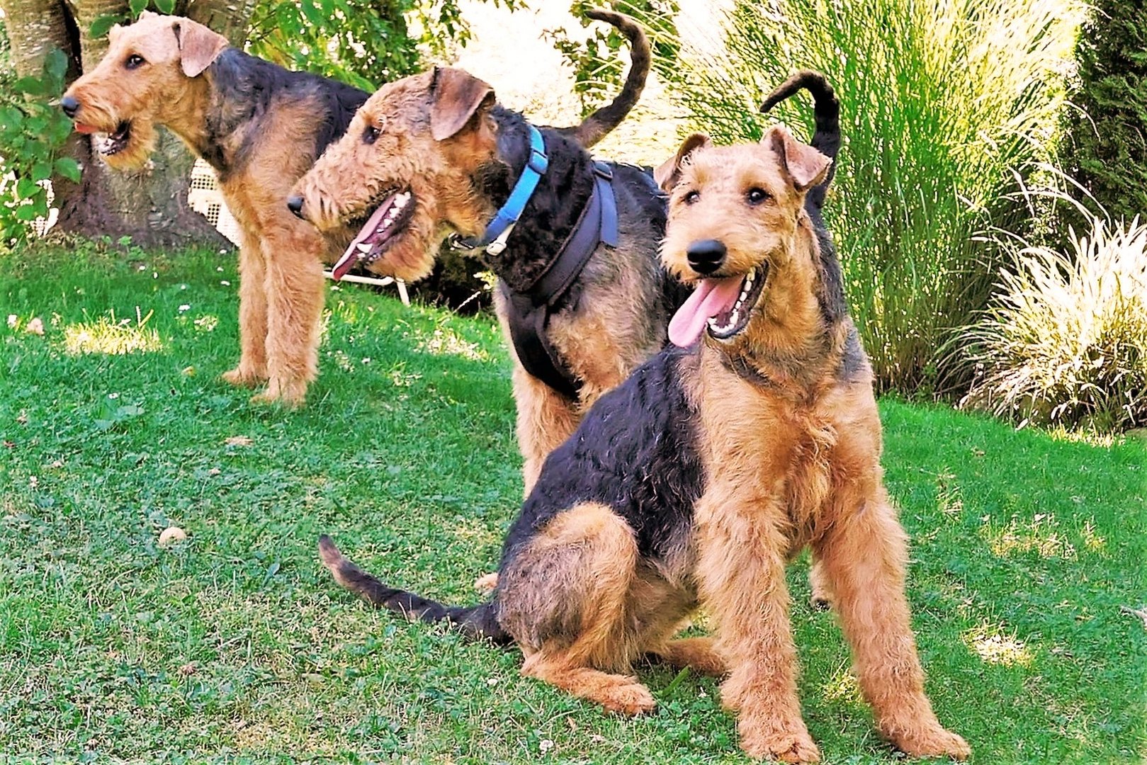 AiredaleTerrier Balou(blauesHalsband) und seine Geschwister