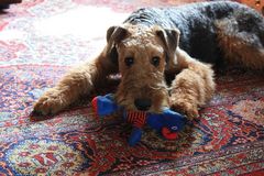 Airedaleterrier Don