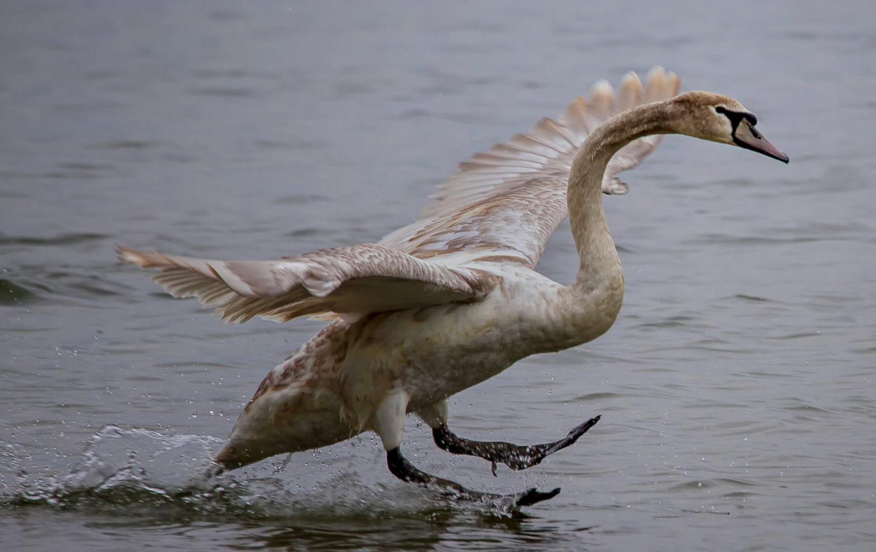 AirForceschWAN